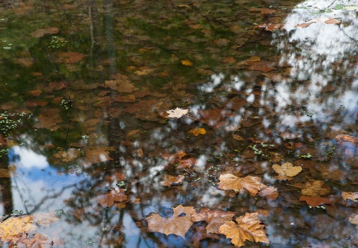 Leaves on water