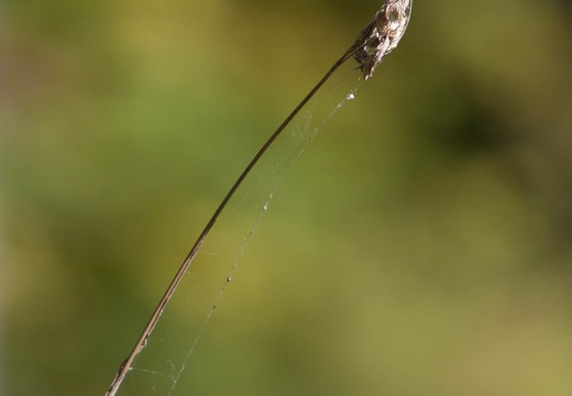 Spiderweb on Straw
