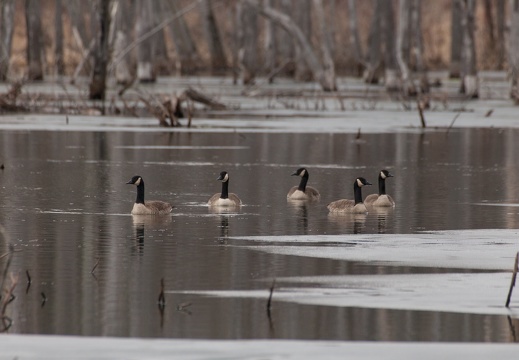 A family of Canadian Geese