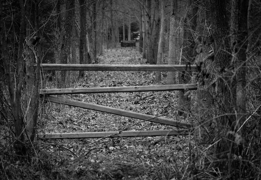 A barrier in Byer woods
