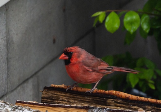 Cardinal on birch wood